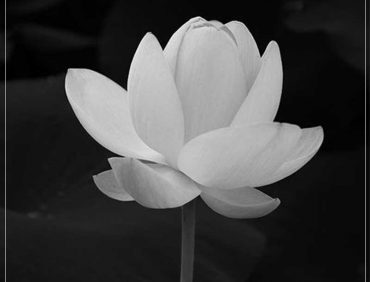 Tin buồn