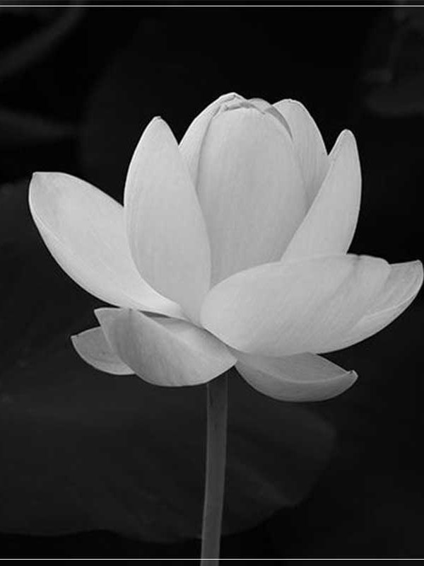 Tin buồn